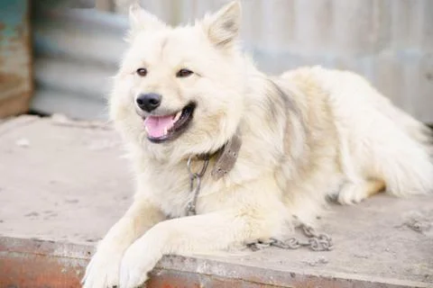 A dog on a chain Stock Photos