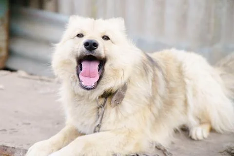 A dog on a chain Stock Photos