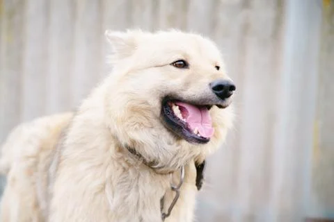A dog on a chain Stock Photos