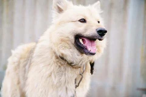 A dog on a chain Stock Photos