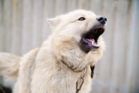 A dog on a chain Foto stock