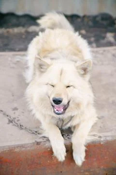 A dog on a chain Foto stock
