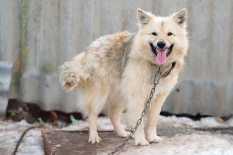 A dog on a chain Stock Photos