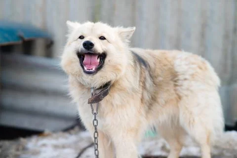 A dog on a chain Foto stock