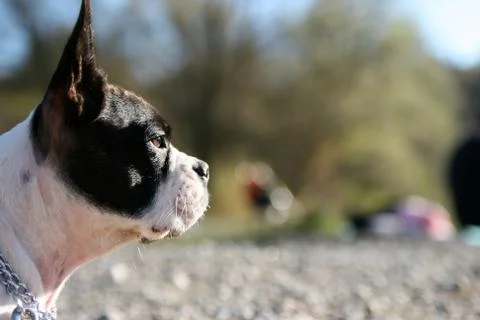 Dog with a chain Foto stock