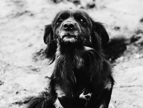 Dog On Chain Stock Photos