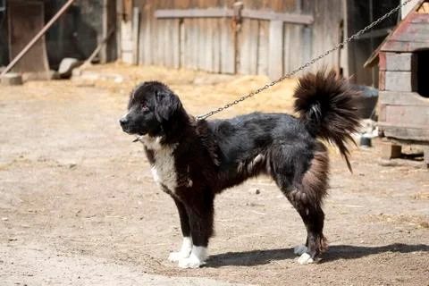 Dog on the chain Stock Photos