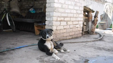 Dog on a chain playing  Stock Footage 3180225