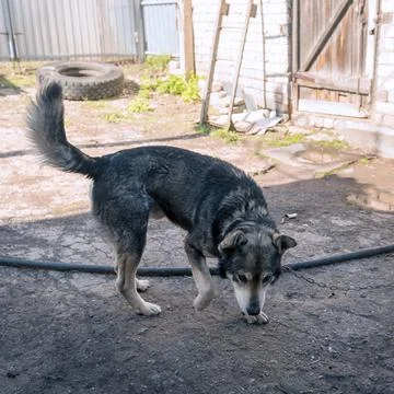 Dog on a chain in yard Stock-Fotos