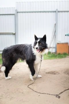 The dog is on a chain in the yard. Stock Photos