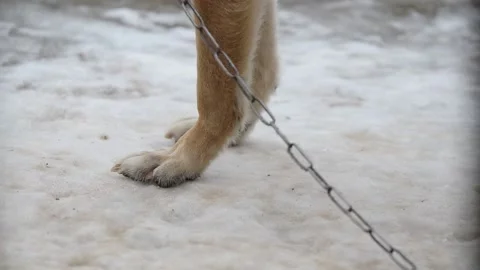 A dog chained to a chain stands on the ice during the winter Stock Footage 147856382