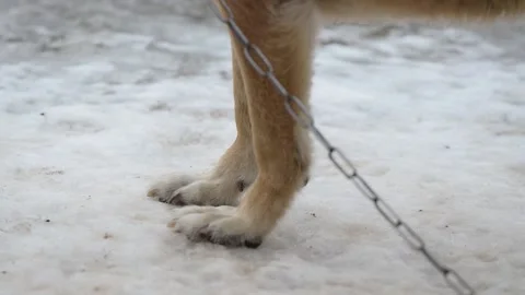 A dog chained to a chain stands on the ice during the winter and then walks a Stock Footage 147856404