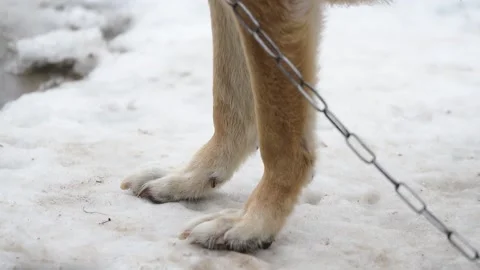 A dog chained to a chain stands on the ice during the winter and then walks a Stock Footage 147857209
