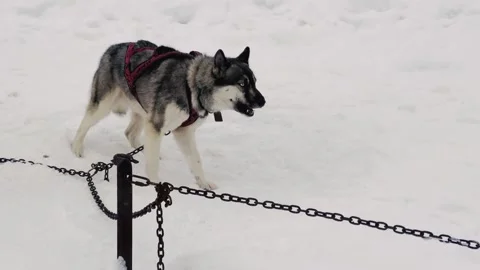 A dog is chained to a tree in the snow