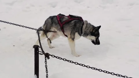 A dog is chained to a tree in the snow Stock Footage 279057053