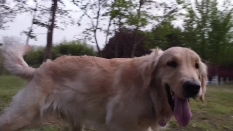 Dog chases drone Stock Footage 247363563