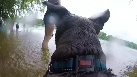 Dog Chases Stick into River Video stock 65067128