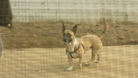 Dog Chases Woman at Park Stock Footage 11361053