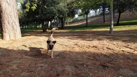 Dog chasing after a ball Stock Footage 201287143