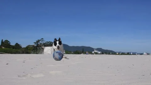 Dog chasing a ball on the beach Stock Footage 272229805