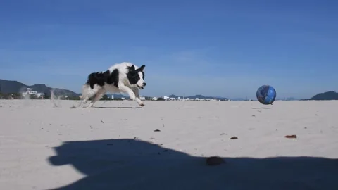 Dog chasing a ball on the beach Stock Footage 272229815