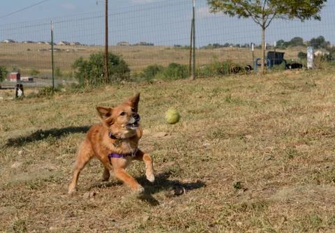Dog chasing ball Stock Photos