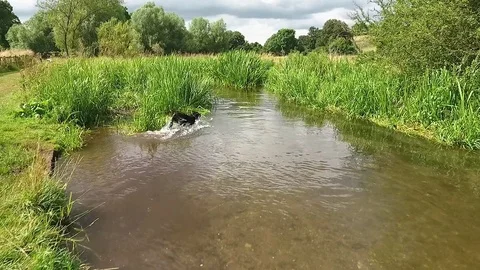 Dog Chasing Ball Into Small Stream Stock Footage 83607933