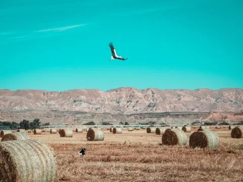A dog is chasing a bird Stock Photos