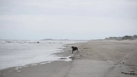 Dog chasing birds on beach Stock Footage 75763686