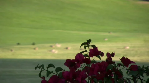 Dog chasing birds Stock Footage 342135