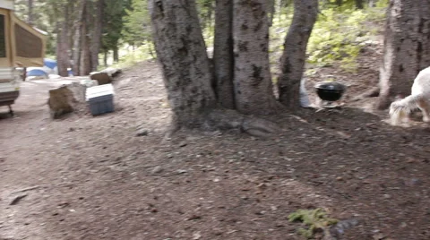 A dog chasing a chipmunk up a tree Video stock 54339385