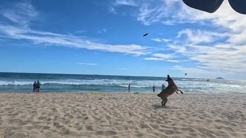 Dog Chasing Drone Along Ocean Beach Video stock 336159324