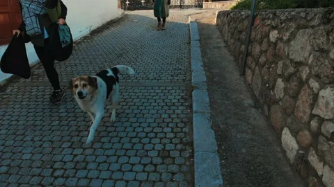 Dog chasing drone down a small alley Stock Footage 137851267