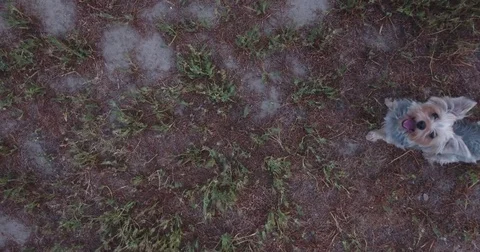 Dog Chasing Drone Stock Footage 82311989