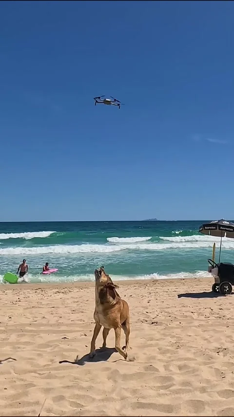Dog Chasing Drone on Maresias Beach Stock Footage 340481684