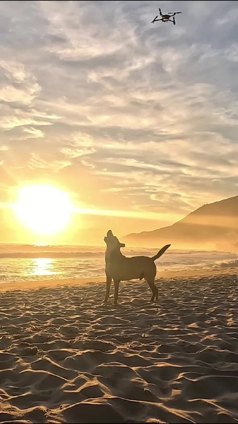 Dog Chasing Drone on Tropical Beach Sunset Vertical Video Video stock 336219741