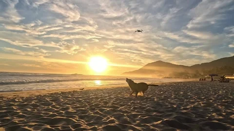 Dog Chasing Drone on Tropical Beach at Sunset 库存影片 336219879