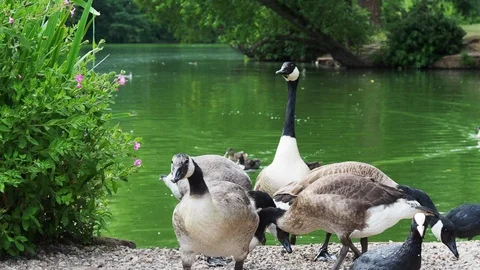 Dog chasing Geese Stock Footage 94182810