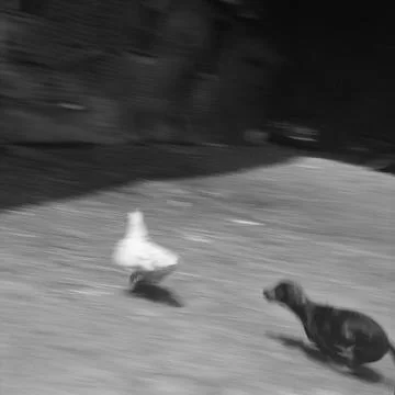 Dog chasing hen Stock Photos