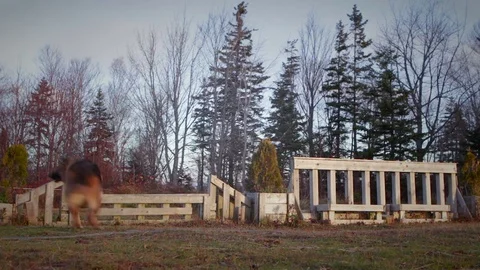 Dog chasing her tail 動画素材 70383727