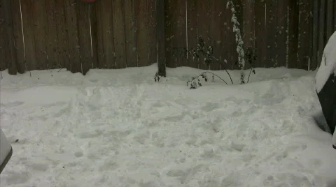 Dog chasing her tail in the snow Stock Footage 300829