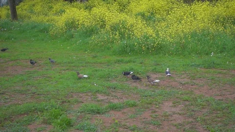 Dog chasing pigeons Stock Footage 127236922
