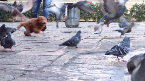 Dog Chasing Pigeons Stock Footage 169472973