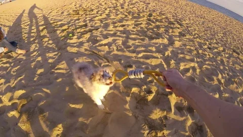 Dog Chasing Rope And Jumping Slow Motion Video stock 84903455