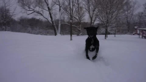 Dog Chasing Snow in Open Field Stock Footage 305956595