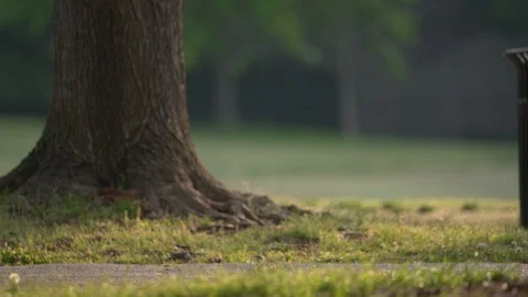 Dog chasing Squirrel Stock Footage 107075167