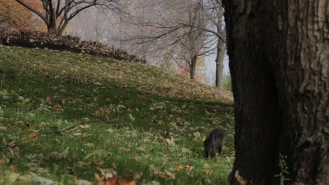 Dog chasing squirrel 動画素材 118330533