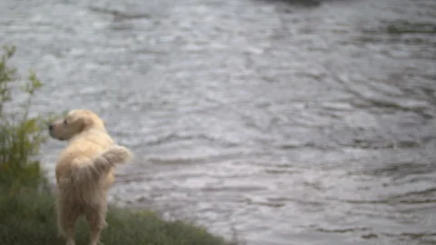 Dog Chasing Stick Stock Footage 90493498