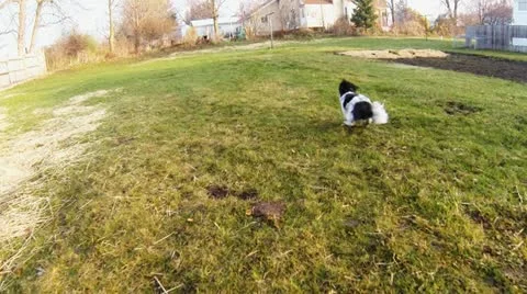 Dog Chasing Toy in Slow Motion Stock Footage 12616813