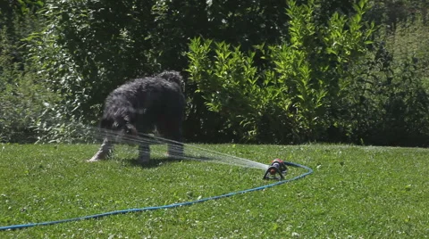 Dog chasing water from sprinkler Stock Footage